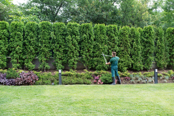 Lawn Watering Services